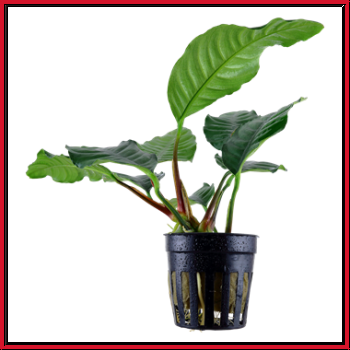 Anubias barteri 'Coffeifolia'