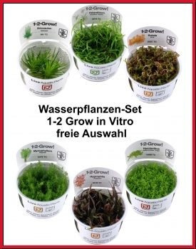 Wasserpflanzen-Set  1-2 Grow in Vitro  Pflanzen freie Auswahl