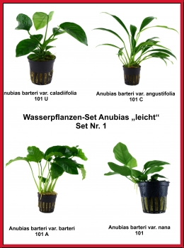 Wasserpflanzen-Set Anubias „leicht“ Set Nr. 1