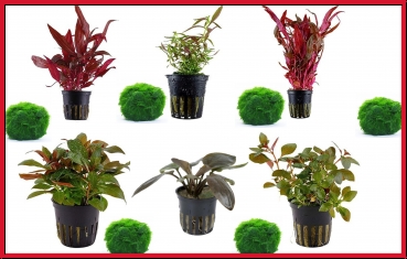 6 schöne rote Topf Pflanzen Aquariumpflanzenset Nr.10