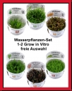 Wasserpflanzen-Set  1-2 Grow in Vitro  Pflanzen freie Auswahl