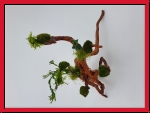 Wüstenwurzel bepflanzt mit Mooskugeln, Farn und Moos